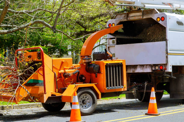 Best Tree Disease Treatment  in Manchester, GA